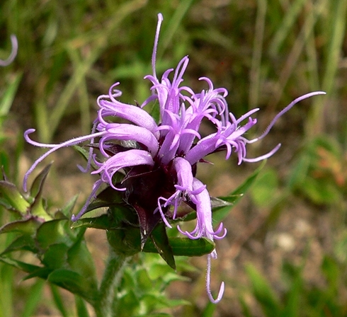 {Liatris squarrosa}